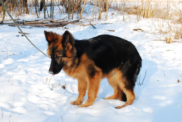 Cachorro pastor alemão brinca no inverno em uma caminhada com coleira na neve