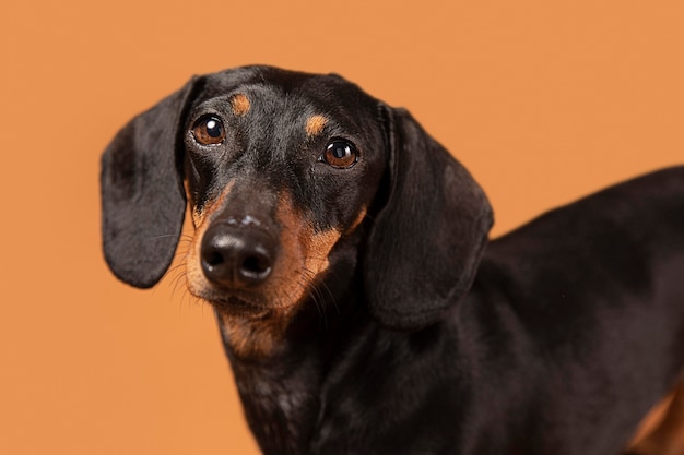 Cachorro pequeno sendo adorável em um estúdio