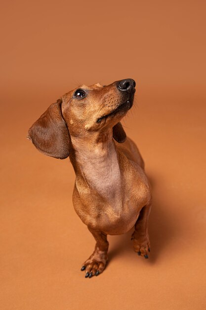 Cachorro pequeno sendo adorável