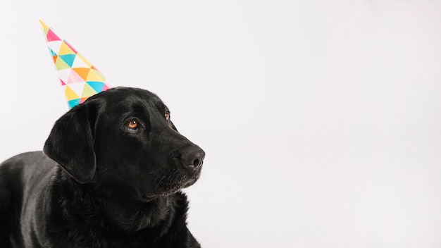 Cachorro preto, em, chapéu partido