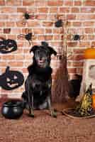 Foto grátis cachorro preto fantasiado de bruxa