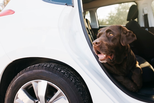 Foto grátis cachorro preto grande no carro