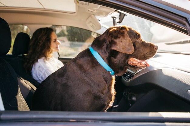 Cachorro preto grande no carro