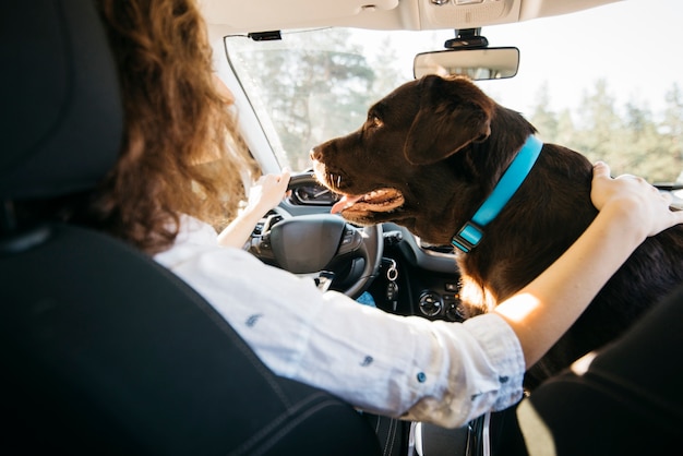 Cachorro preto grande no carro