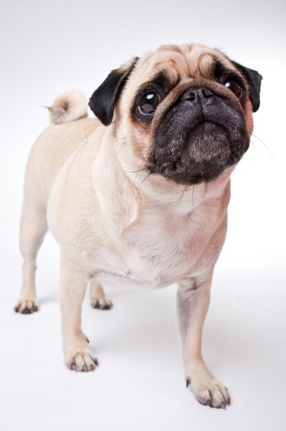 Cachorro pug fofo isolado em uma parede branca