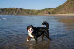 Foto grátis cachorro se divertindo na praia