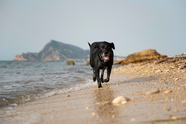 Foto grátis cachorro se divertindo na praia