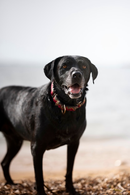 Cachorro se divertindo na praia