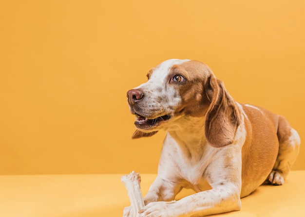 Cachorro segurando um osso e desviar o olhar