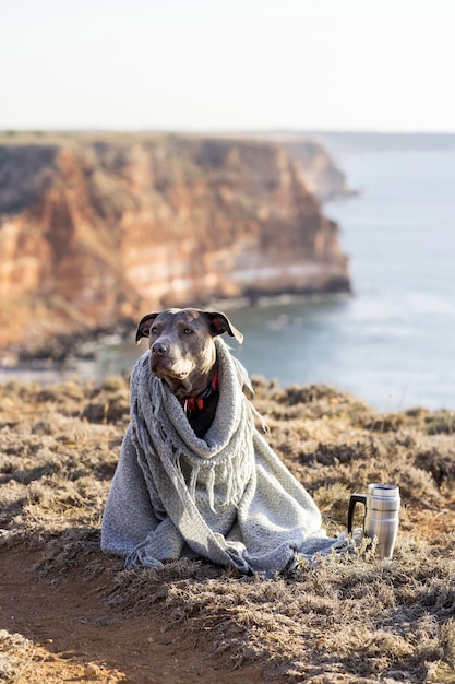 Cachorro sendo coberto com um cobertor