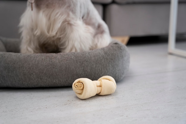 Cachorro sentado na cama de perto