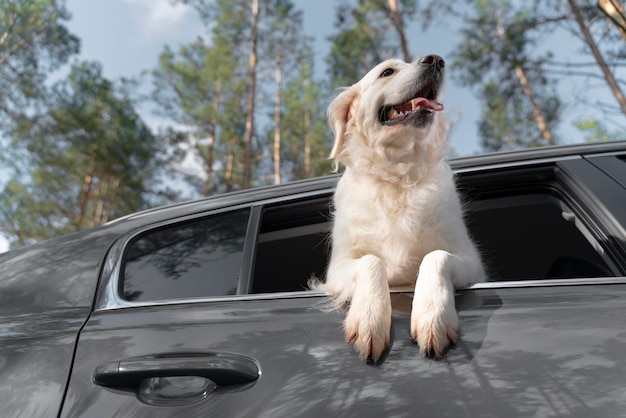 Cachorro sorridente de ângulo baixo no carro