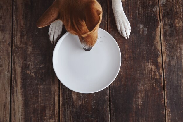 Foto grátis cachorro tenta comer do prato de cerâmica vazio na velha mesa de madeira escovada vintage com vista superior branca. conceito