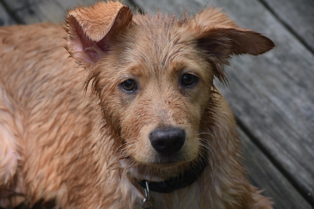 Cachorro toller molhado encharcado deitado e descansando em um deck.