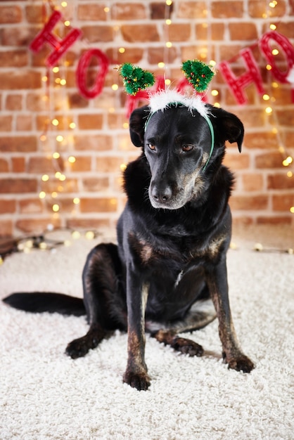 Cachorro triste com chapéu de Papai Noel olhando para baixo