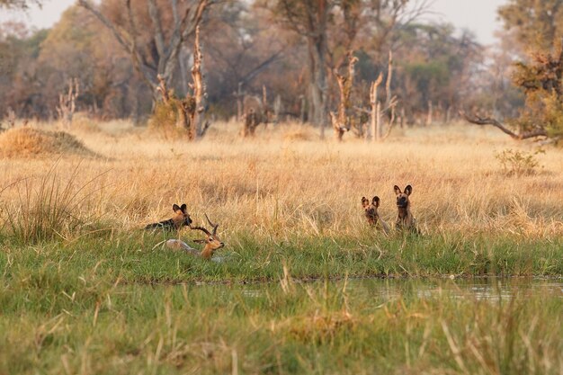 Cachorros selvagens caçando impalas desesperados