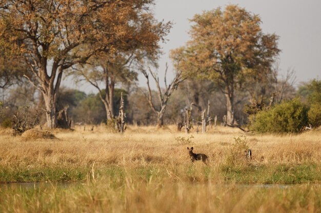 Cachorros selvagens caçando impalas desesperados