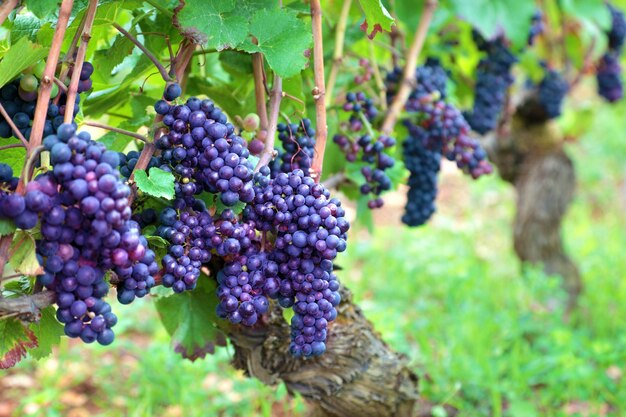 Cachos de uvas crescem em campos da França