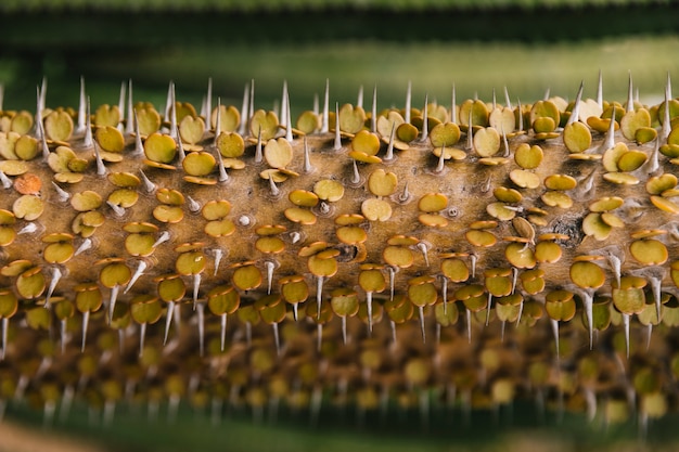 Foto grátis cacto amarelo com espinho espinhoso