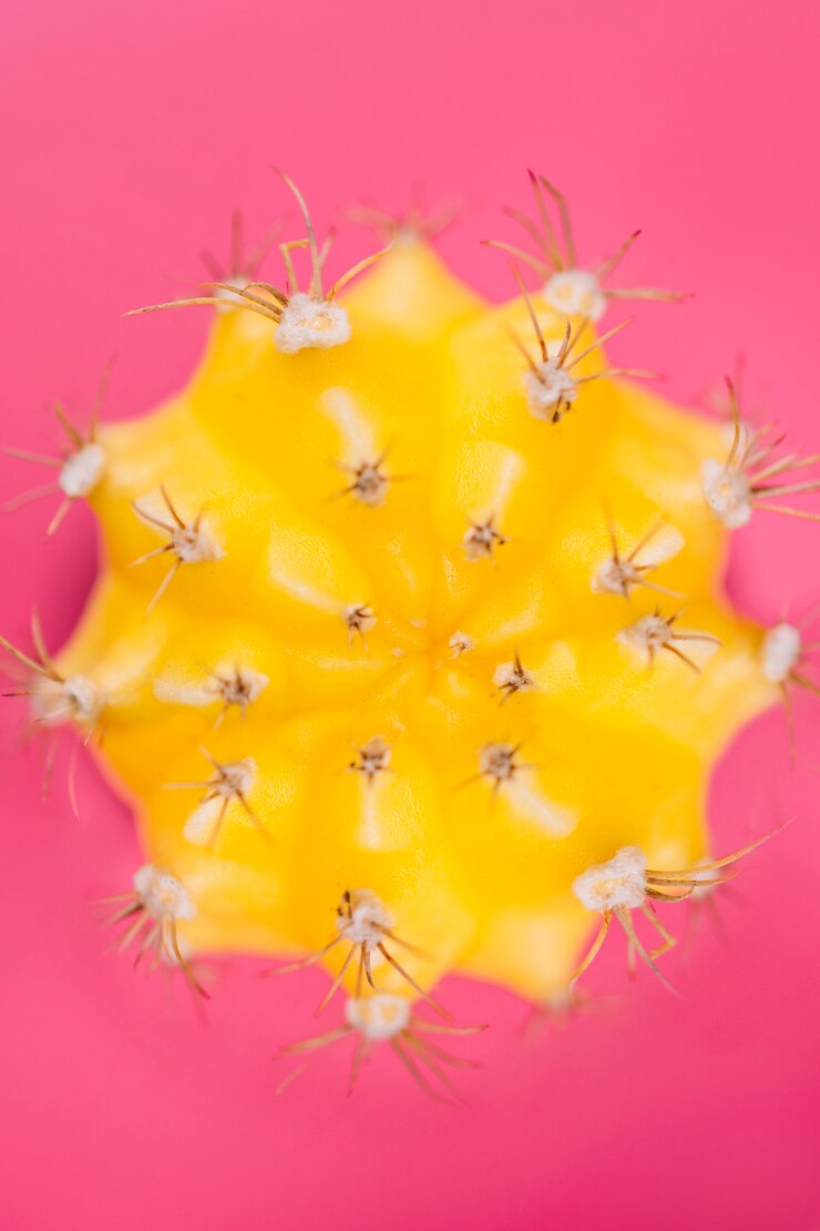 Foto grátis cacto amarelo em rosa