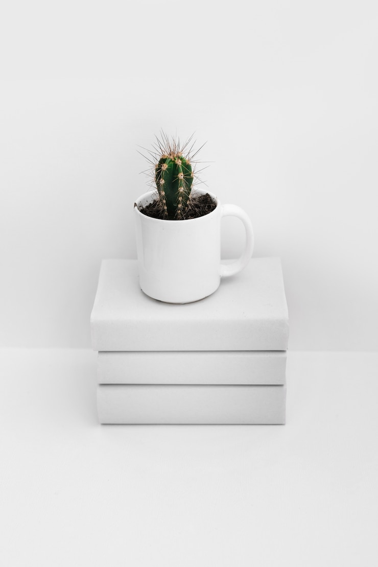 Foto grátis cacto em caneca branca sobre o empilhados de livros isolados no fundo branco