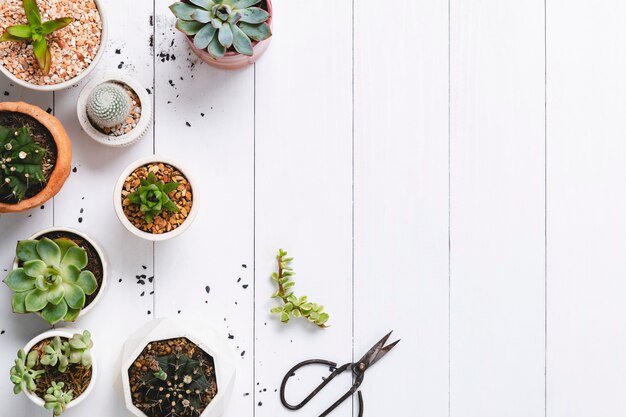 Cacto em vaso e suculenta borda plana com espaço em branco