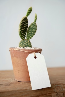 Cacto fofo em vaso de terracota com etiqueta de papel em branco