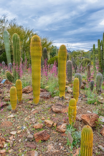 Foto grátis cacto saguaro dourado