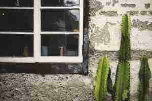 Foto grátis cacto verde cultivado na frente de um velho muro de concreto perto das janelas antigas