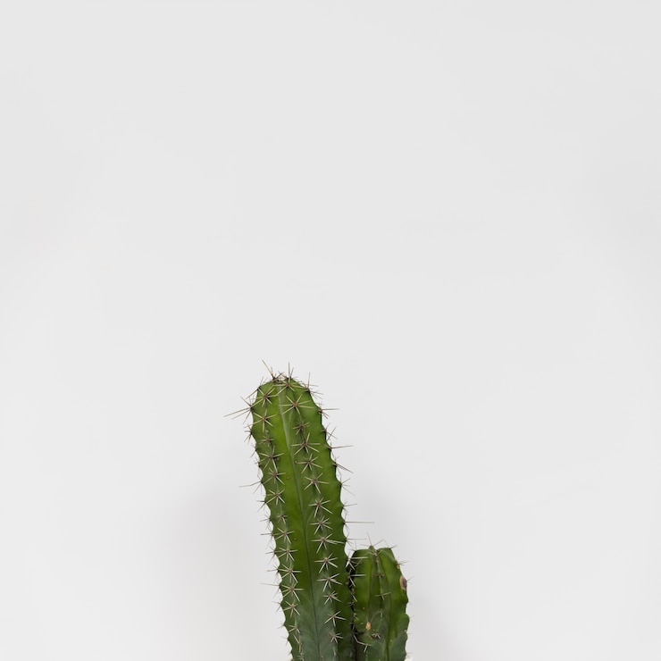 Foto grátis cactos de escritório