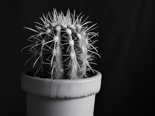 Foto grátis cactos do deserto pretos e brancos