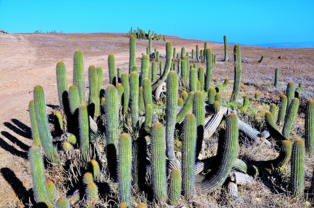Cactos em um deserto perto do oceano pacífico em Punta de Lobos em Pichilemu, Chile em um dia ensolarado