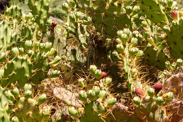 Cactos espinhosos com frutas