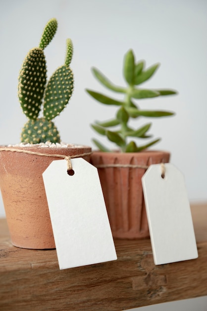 Foto grátis cactos fofos em potes de terracota com etiquetas de papel em branco