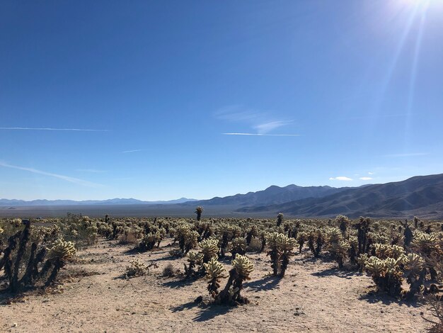 Cactos no Parque Nacional Joshua Tree, EUA