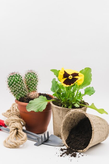 Cactus e pansy peat pot plant com ferramentas de jardinagem; solo e corda contra o pano de fundo branco