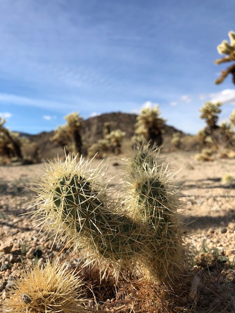 Cactus em solo seco do Parque Nacional Joshua Tree, EUA