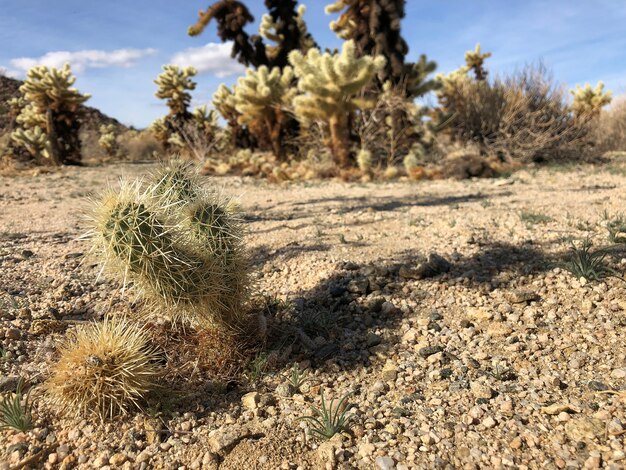 Cactus em solo seco do Parque Nacional Joshua Tree, EUA