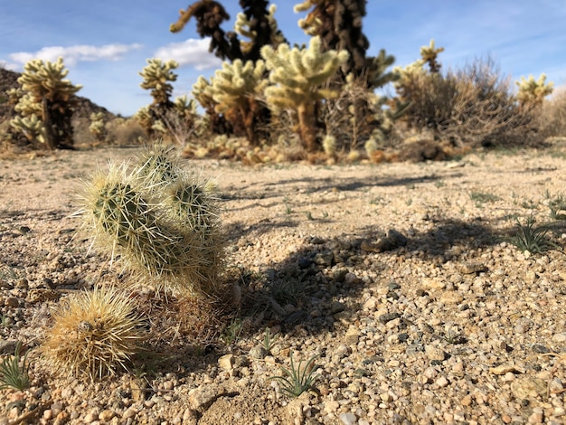 Cactus em solo seco do Parque Nacional Joshua Tree, EUA