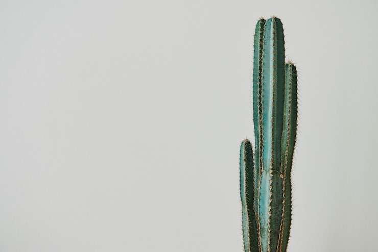 Foto grátis cactus verde em fundo cinzento
