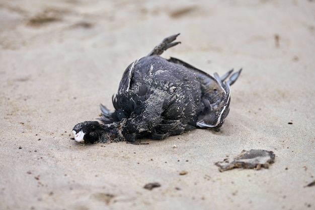 Cadáver de ave, galeirão euro-asiático ou australiano, fulica atra, em praia de areia poluída. pássaros marinhos comendo peixes que digeriram plástico. envenenando e matando animais selvagens marinhos. Foto Premium