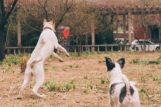 Cães brincando com frisbee