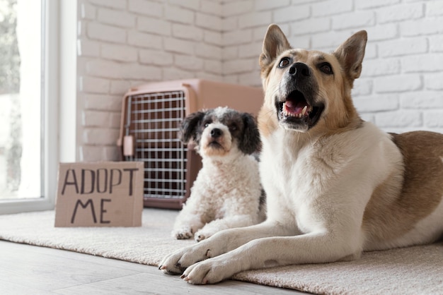 Cães de ângulo baixo perto de banner me adote