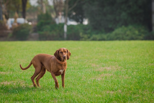 Cães felizes do animal de estimação que jogam na grama em um parque.