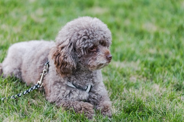 Cães felizes do animal de estimação que jogam na grama em um parque.