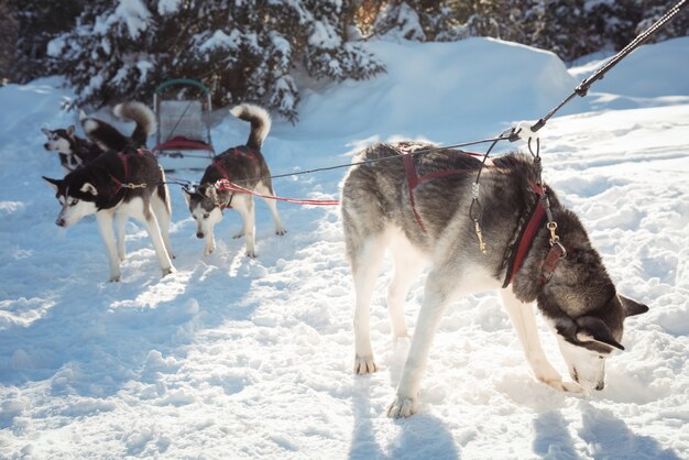 Cães husky siberianos esperando pelo passeio de trenó