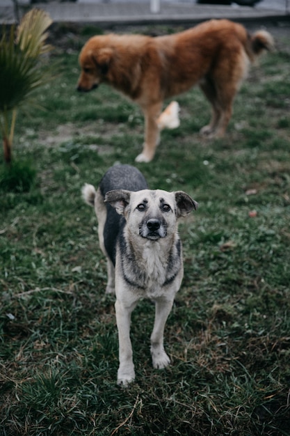 Foto grátis cães sem-teto passeando no parque