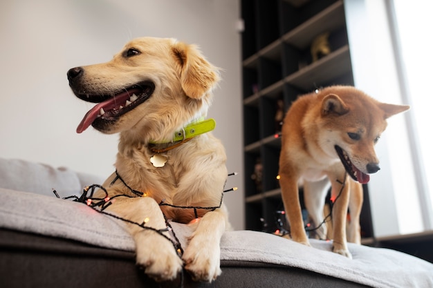 Foto grátis cães sorridentes fofos com luzes de baixo ângulo