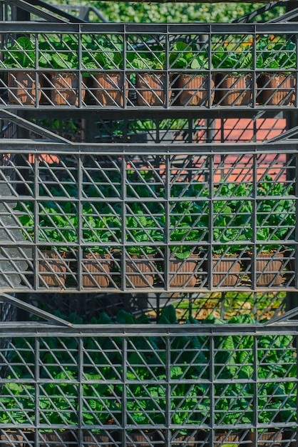 Caixas com moldura vertical de flores preparando plantas para plantar flores de prímula no parque olá primavera jardinagem na primavera