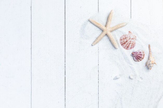 Camada plana de estrelas do mar e conchas com areia branca